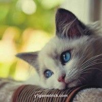 Avatar of Liễu Thùy My